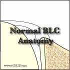 Biceps labral complex anatomy