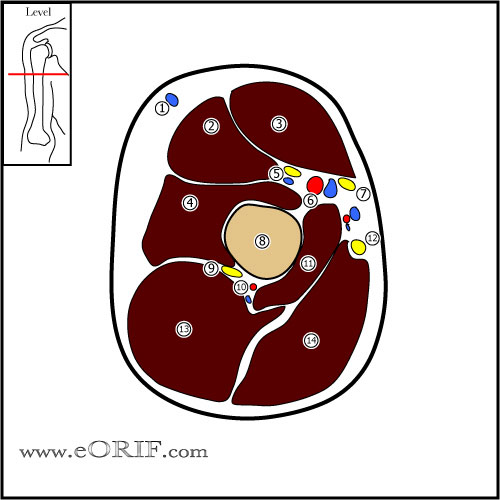 arm cross sectional anatomy