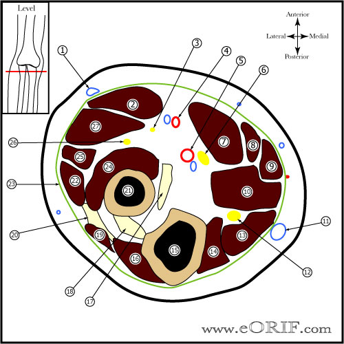 Elbow Cross Sectional Anatomy picture