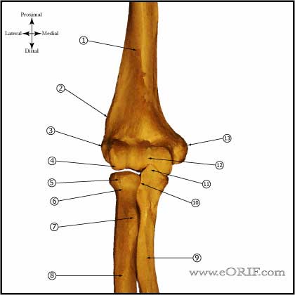 Elbow - Anterior view