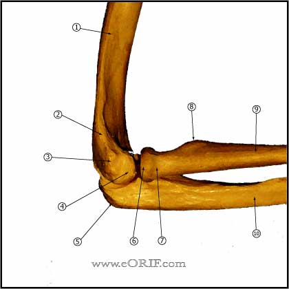 Elbow - Lateral view 