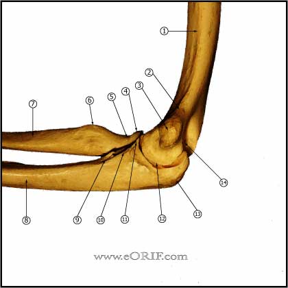 Elbow - Medial