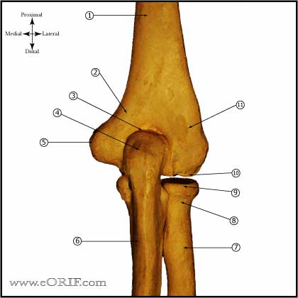 Elbow - Posterior