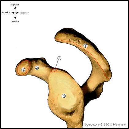 glenoid anatomy picture