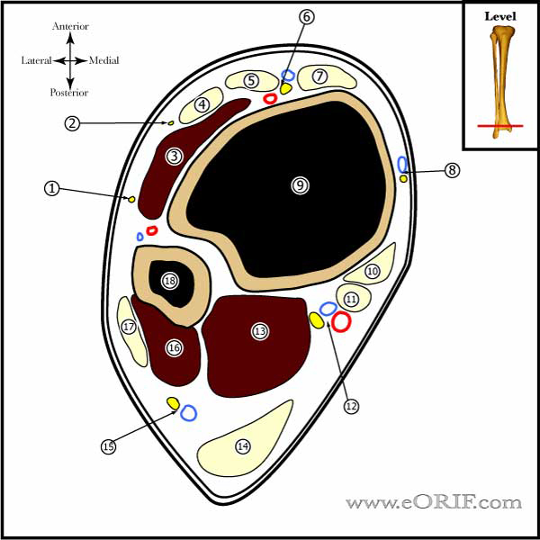 Ankle cross section Ankle Cross section image