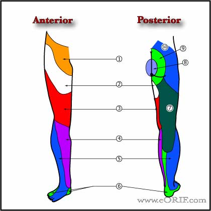 Sensory / Motor Root Lesions