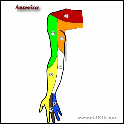 Upper extremity nerve root innervation