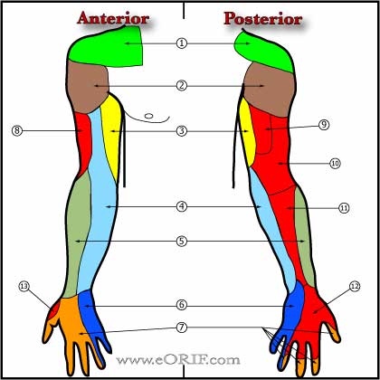 Upper extremity sensory innervation