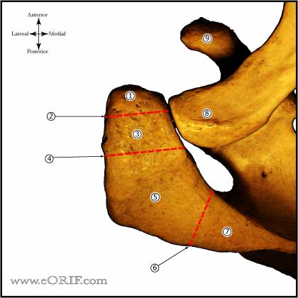 Os Acrominonale classification