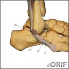 Peroneal tendons Peroneal tendons
