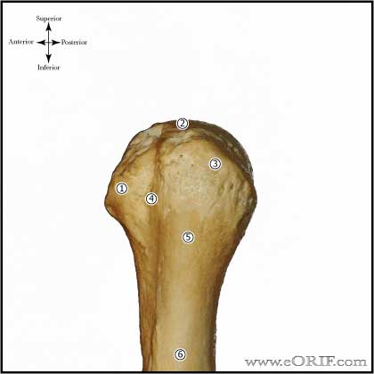 proximal humerus lateral picture