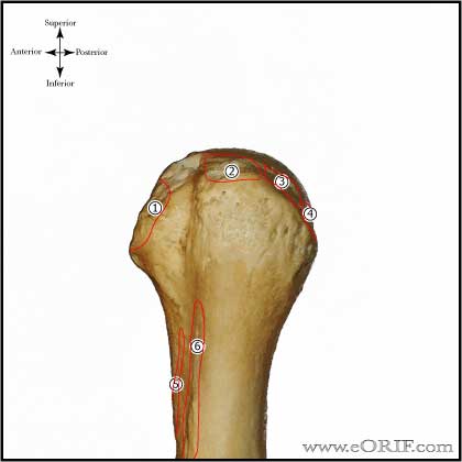 rotator cuff insertion picture