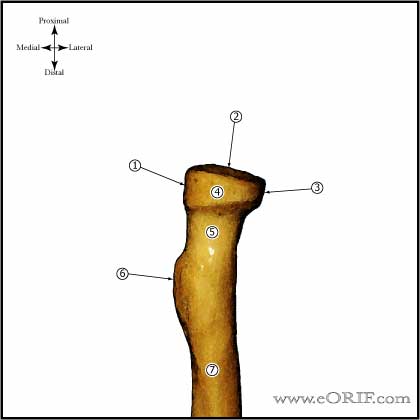 Radial Head anatomy