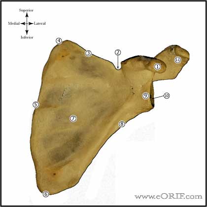 Scapular bone anatomy