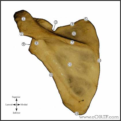 scapula anatomy