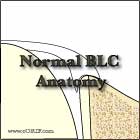 normal biceps labral complex anatomy