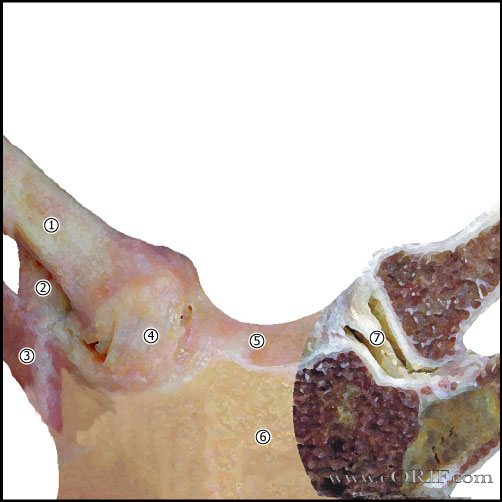 Sternoclavicular Joint Anatomy