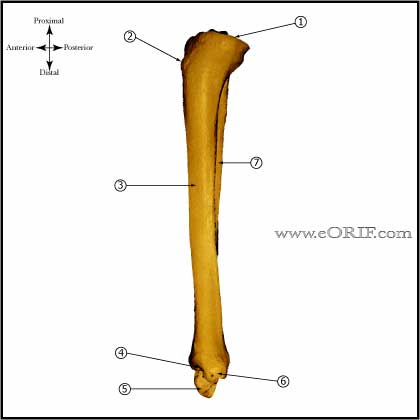 Tibia and Fibula medial view