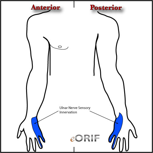 ulnar nerve sensory innervation
