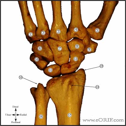 Carpal Bones Carpal Bones