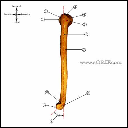 Humerus - Lateral View