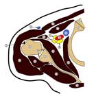 Shoulder cross section anatomy image