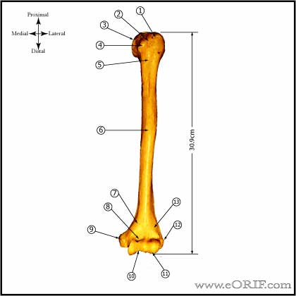 Humerus anatomy anterior image