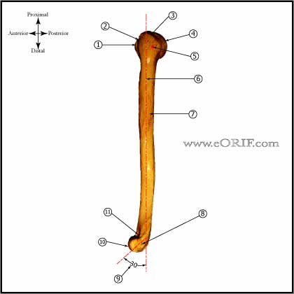 Humerus lateral image