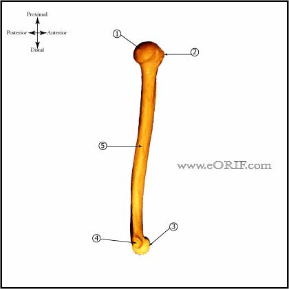Humerus medial image