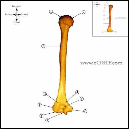 Humerus posterior image