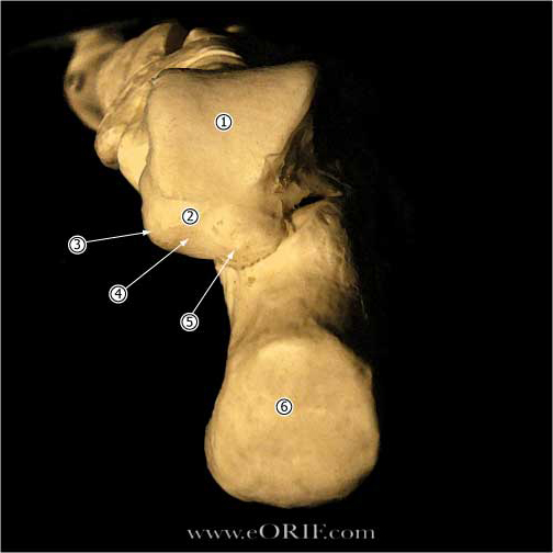 talus posterior talus posterior