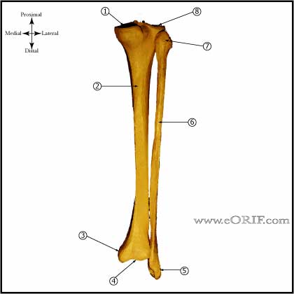 Tibia and Fibula posterior view